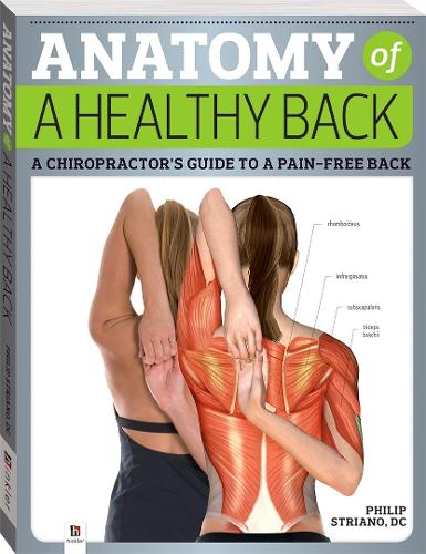 Anatomy Of A Healthy Back