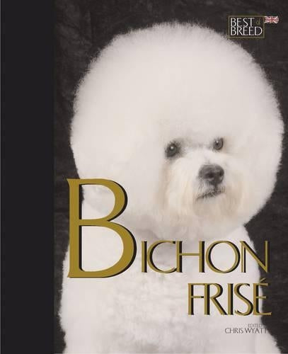 Bichon Frise - Best of Breed