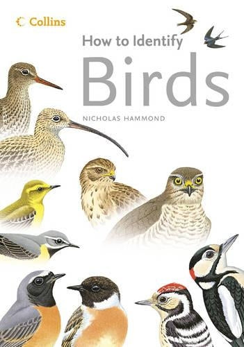 Birds (How to Identify)
