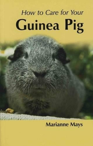 How To Care For Your Guinea Pig