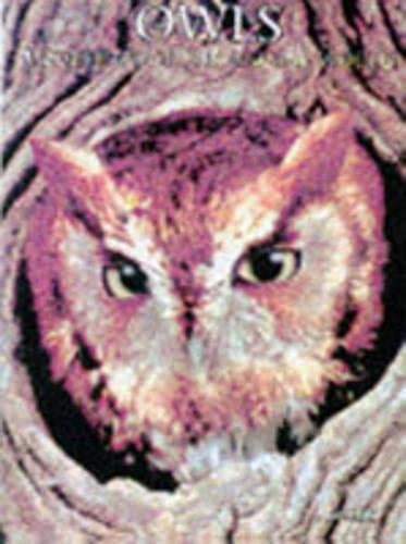 Owls (Animal Portraits)