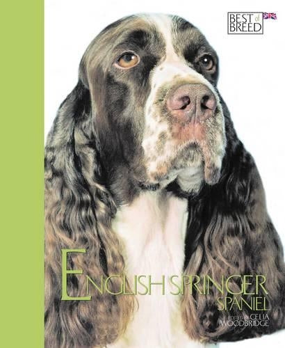 English Springer Spaniel (Best of Breed)