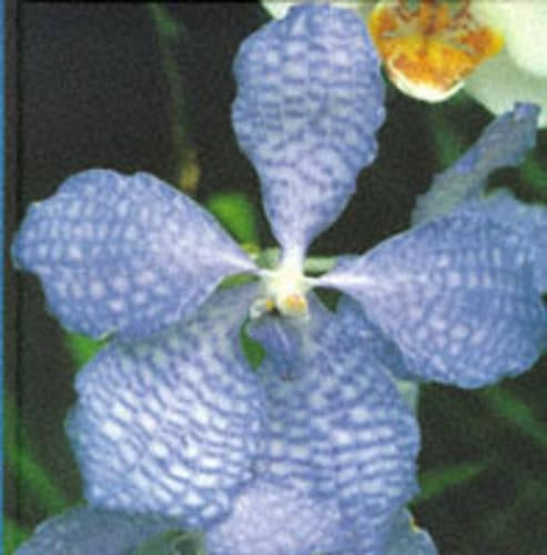 Colour Garden:Blue