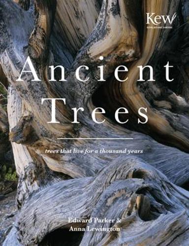 ANCIENT TREES: Trees That Live for 1000 Years