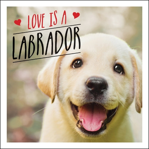 Love is a Labrador: A Lab-Tastic Celebration of the Worlds Favourite Dog