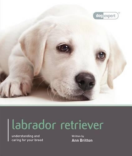 Labrador Retriever (Dog Expert)